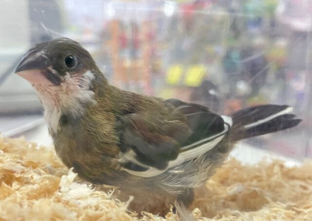 ❣️最新画像❣️小さい✨十姉妹 2023年9月生まれ