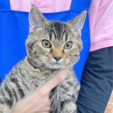 最新画像！もしかしてツンデレさん?? ラムキン(ブラウンタビー) 男の子‪☆ 2023年8月5日生まれ！