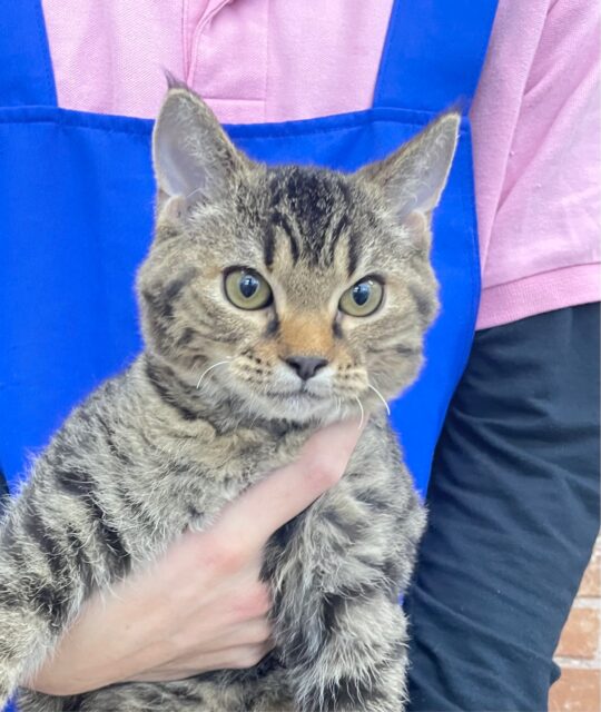 最新画像！もしかしてツンデレさん?? ラムキン(ブラウンタビー) 男の子‪☆ 2023年8月5日生まれ！