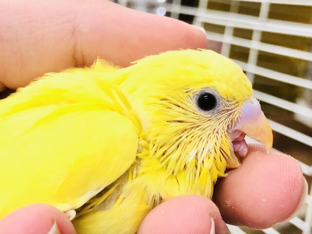 クリクリおめめでロックオン！　セキセイインコ