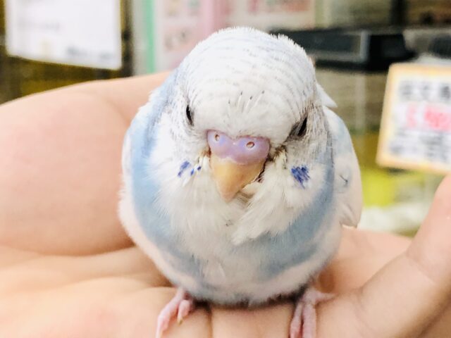 綺麗な青空です！　セキセイインコ