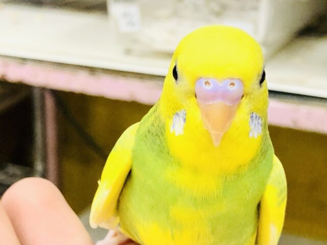 食欲旺盛！！　いっぱい食べたいんです～～　セキセイインコ
