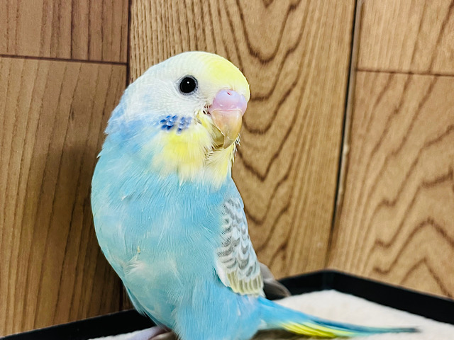 【最新画像更新🪄】食欲なら誰にも負けないぞ！！！セキセイインコ(レインボー) ヒナ