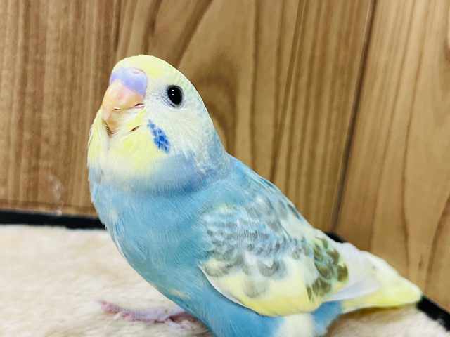 【最新画像更新🪄】将来はどんなカラーになるのかなっ♫セキセイインコ(パステルレインボーパイド) ヒナ
