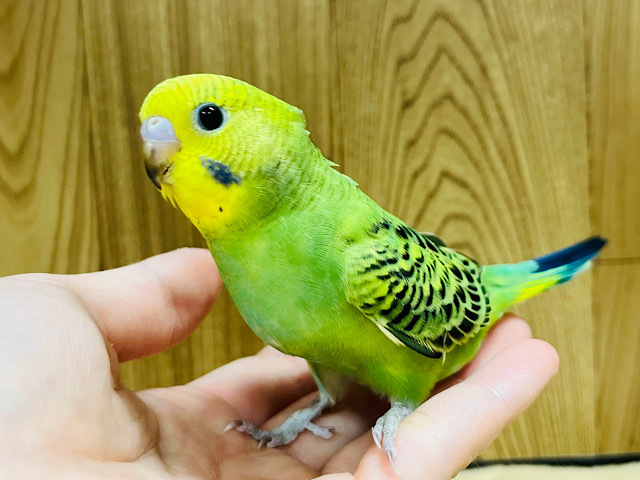【最新画像更新🪄】マイペースにいこう☁セキセイインコ(オパーリン) ヒナ