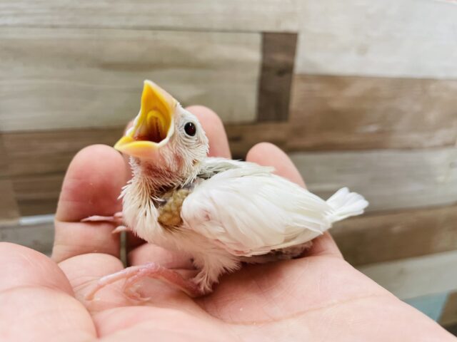 最新画像あります☆ヒナのときでもわかる美白さん☆白文鳥！！