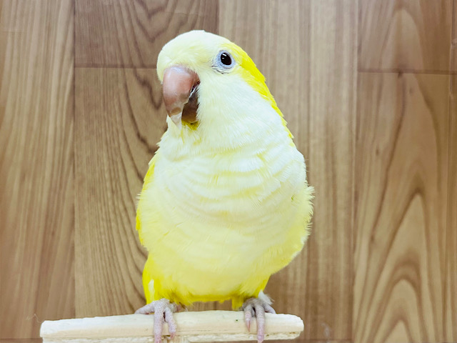 【動画更新🪄】この子がいると穏やかです♡オキナインコ(ルチノー)
