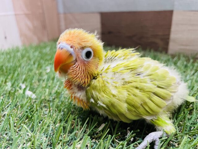 最新画像あります☆これからお色が出てくるのが楽しみなコ！ヤマブキボタンインコ！