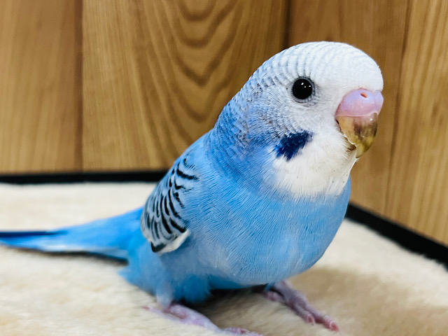 【最新画像更新🪄】青のグラデーションカラーがキレイすぎます♡セキセイインコ(オパーリン) ヒナ