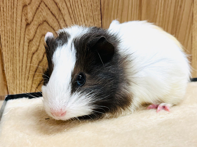 ラテカラーのイケメンモルくん！イングリッシュモルモット 男の子