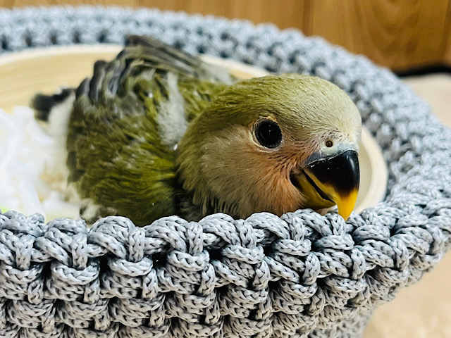 【最新画像更新🪄】この子の周りの時間はゆっくり進みます◎コザクラインコ(オリーブ) ヒナ