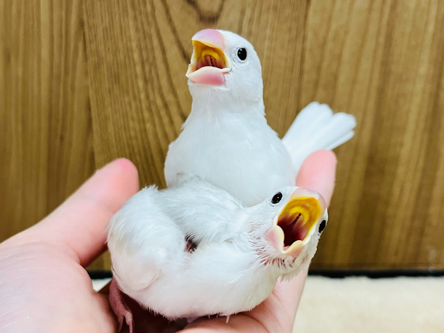 【最新画像更新🪄】仲良しコンビ🍒白文鳥 ヒナ