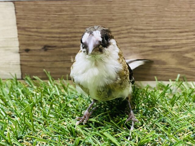 最新画像有り❗️ミニミニサイズの可愛いヒナさん！十姉妹！！