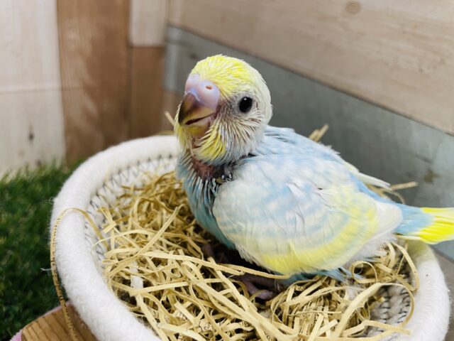 ぱっちりおめめのキュ〜トなコ💕セキセイインコのパステルレインボー！