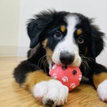 可愛すぎるビッグベイビー降臨♥バーニーズマウンテンドッグくん！