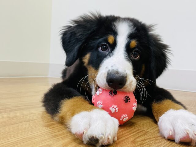 可愛すぎるビッグベイビー降臨♥バーニーズマウンテンドッグくん！