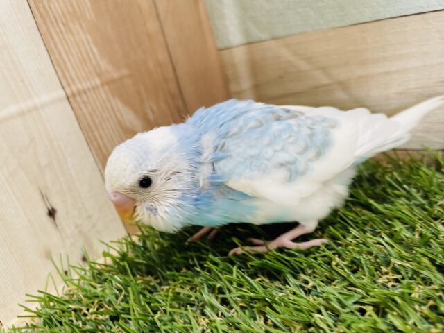 最新画像あります☆青空カラーのとっても可愛いコ♪セキセイインコのスパングルパイド！