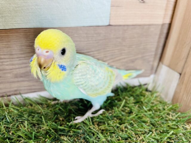 最新画像あります☆エメラルドグリーンの人気っコ⭐️セキセイインコのパステルカラーレインボー！