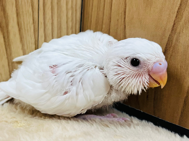 真っ白天使ちゃん♡セキセイインコ(ダブルファクター) ヒナ
