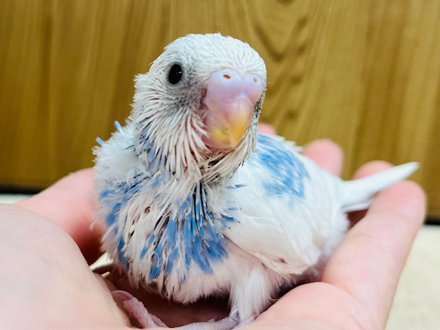 すっきり青空カラー🩵セキセイインコ(パイド) ヒナ