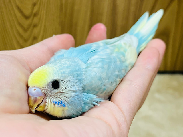手のひらピタッと密着します♡セキセイインコ(パステルカラーレインボー) ヒナ