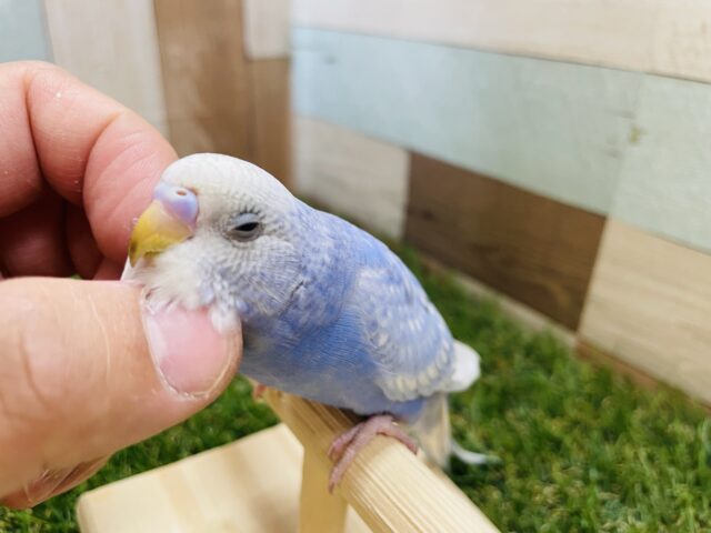 最新画像・動画あります♪ヒナ餌卒業‼️元気100倍☆明るい性格のセキセイインコのソーダさん！