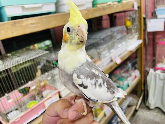 最新画像有り✨ヒナ餌卒業‼️手乗りの上手なオカメインコやって来ました❗️（パイド）