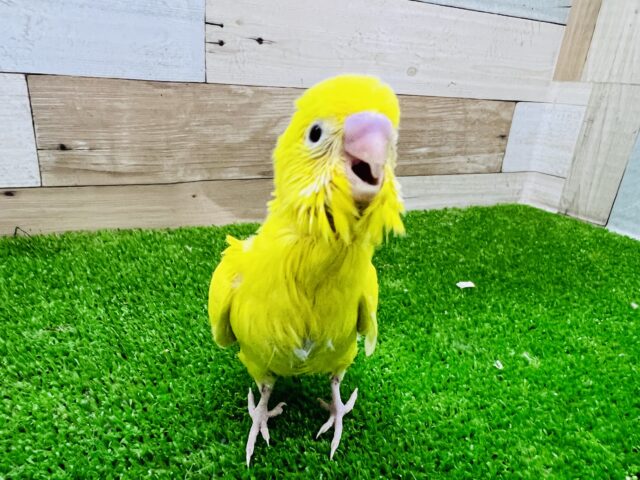 元気いっぱいすぎ！黄色のダブルファクターセキセイ居るよ〜♡