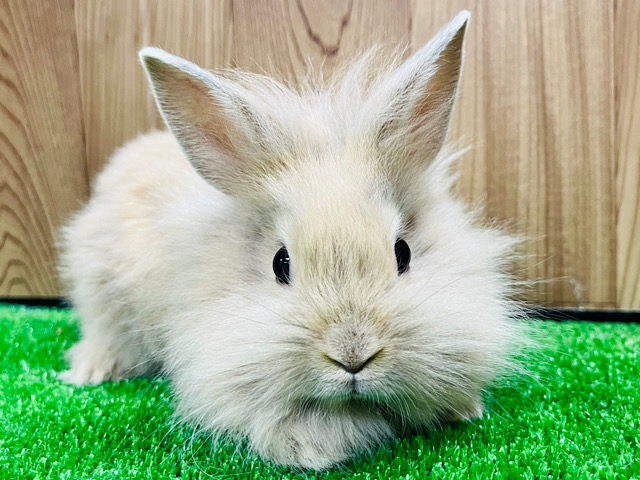 表情豊か♡きゅーとふぇいす♡ライオンラビット 女の子