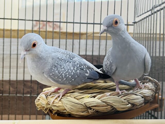 小型の鳩さん♡うすゆき鳩だよ♡