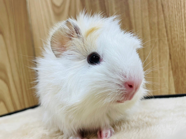 くるくるパーマのわたあめちゃん🍭☁️アビシニアンモルモット 男の子