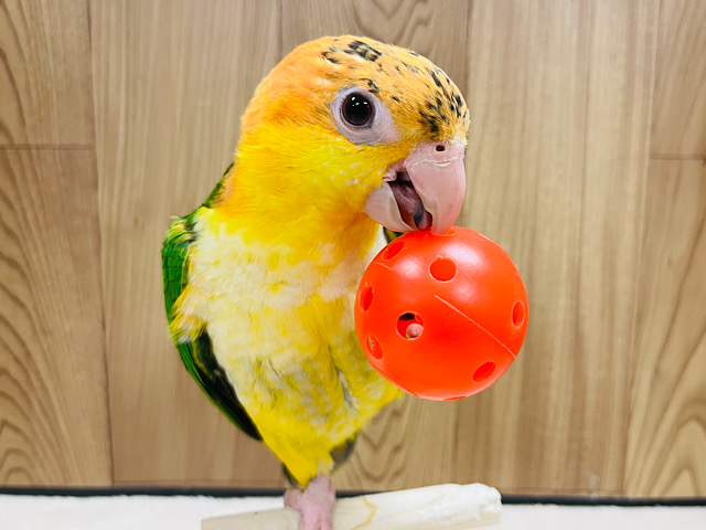 【最新画像更新🪄】表情豊か♡ベタ慣れ候補生🙋‍♀️シロハラインコ