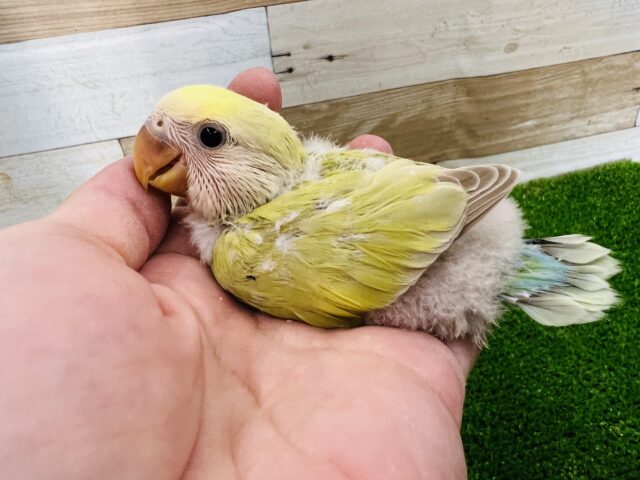 銀杏カラー？小桜インコのシナモンカラーの雛♡