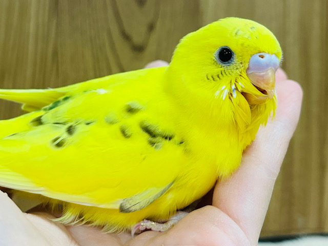 【最新画像更新🪄】季節外れのヒマワリ咲いたよ🌻セキセイインコ(ハルクイン) ヒナ