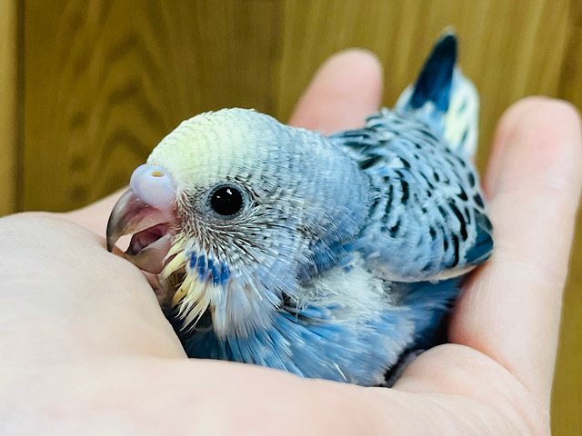 【最新画像更新🪄】わた毛マフラー巻いてます♡セキセイインコ(イエローフェイスバイオレットオパーリン) ヒナ