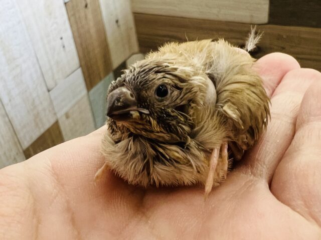 色変わりだよ〜キンカ鳥の雛入舎です！