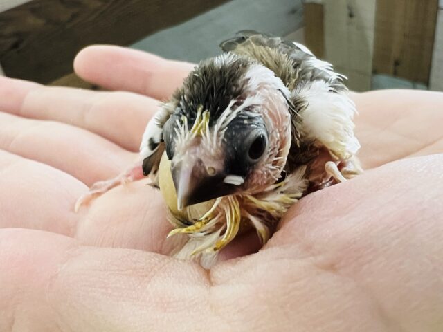 またもや入舎！十姉妹の雛〜