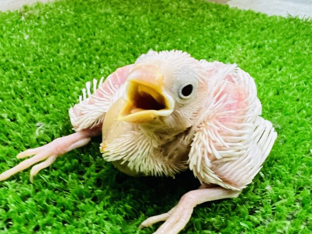 プュアな白文鳥の雛♡入舎しました〜