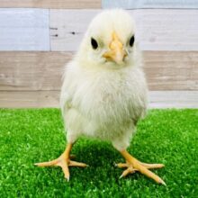 ぴよぴよー！カツラチャボのヒヨコ入舎だぴ！