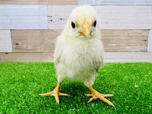 ぴよぴよー！カツラチャボのヒヨコ入舎だぴ！