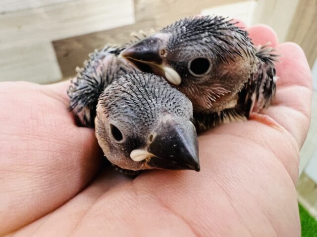 元気いっぱい!桜文鳥のヒナず。入舎しました〜