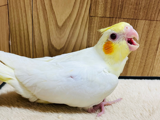 将来は大物の予感？！✨️オカメインコ(ルチノー) ヒナ