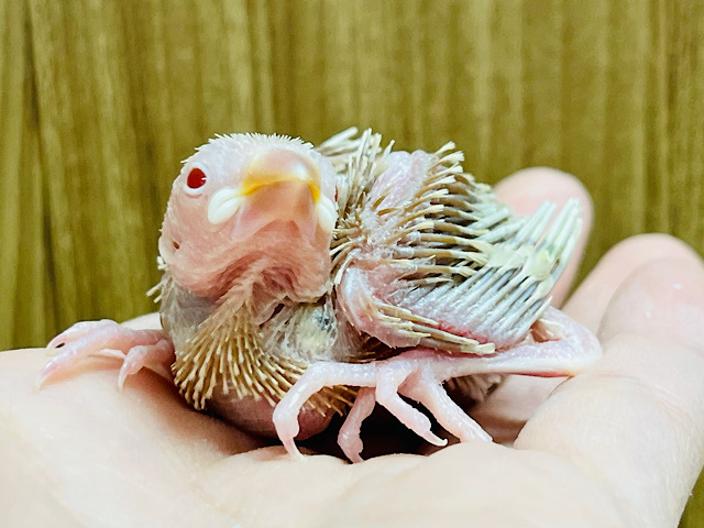 ムムっと顔も可愛いんです♡シナモン文鳥 ヒナ