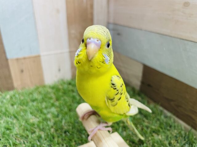 最新画像有り♪ヒナ餌卒業‼️まん丸おめめで可愛いお顔のコ💕セキセイインコのハルクイン！