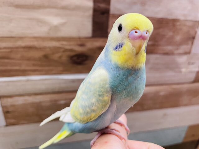 最新画像有り💛ヒナ餌卒業‼️明るいブルーのとっても綺麗なコ✨セキセイインコのパステルレインボー！