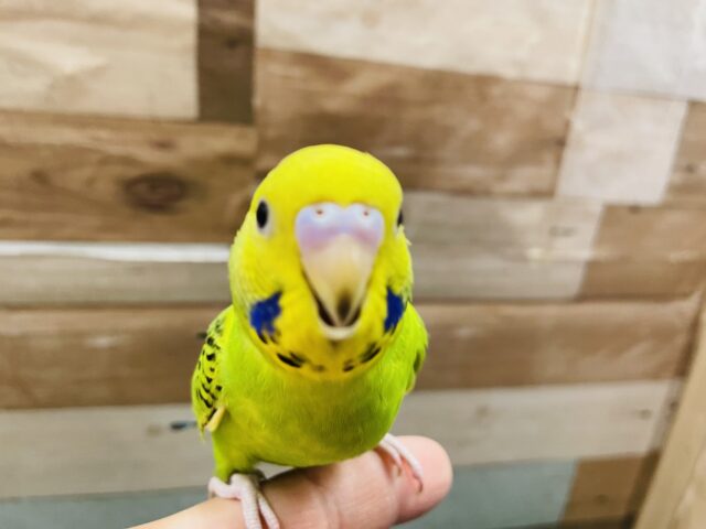 最新画像有ります✨ヒナ餌卒業‼️綺麗なグリーンで人気の高いコ！セキセイインコのオパーリン！