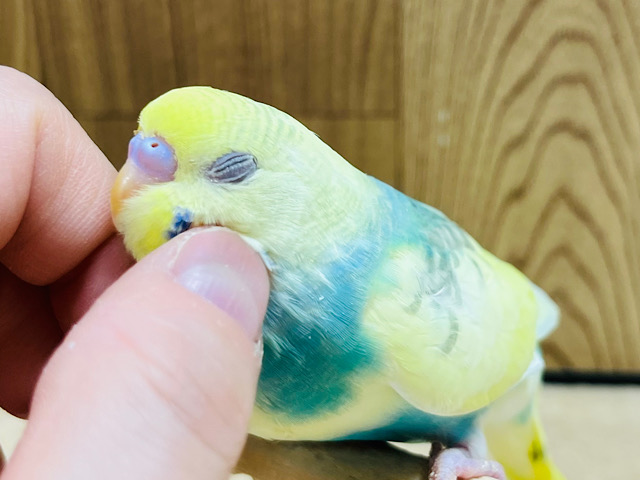 【最新画像更新🪄】将来は甘えんぼさん？♪セキセイインコ(パステルレインボーパイド) ヒナ