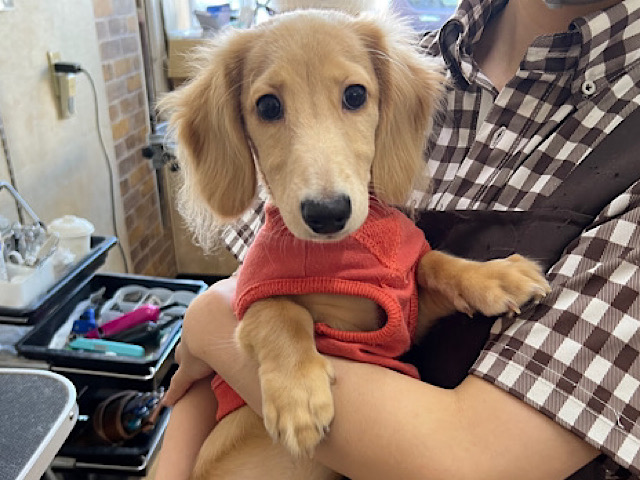 最新画像❣️おしゃべり犬⭐️ミニチュアダックスの男のコいますよ❣️