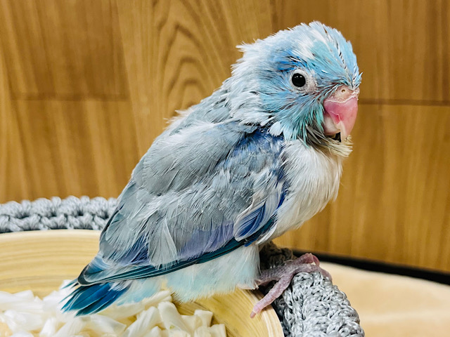 【最新画像更新🪄】可愛い可愛いちびっこ怪獣🦕💗マメルリハ(ブルーパイド) 男の子 ヒナ