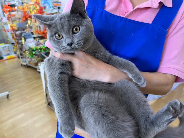 甘えん坊❣️好奇心旺盛ボーイのシャルトリューの男のコきました〜★